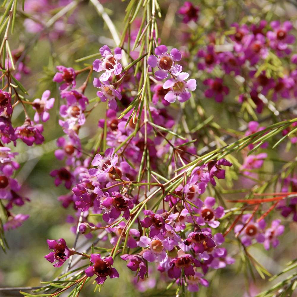 Floarea de ceara Geraldton (Chamelaucium uncinatum), arbust decorativ, flori cerate parfumate, vesnic verde in ghiveci, terase, interior luminos