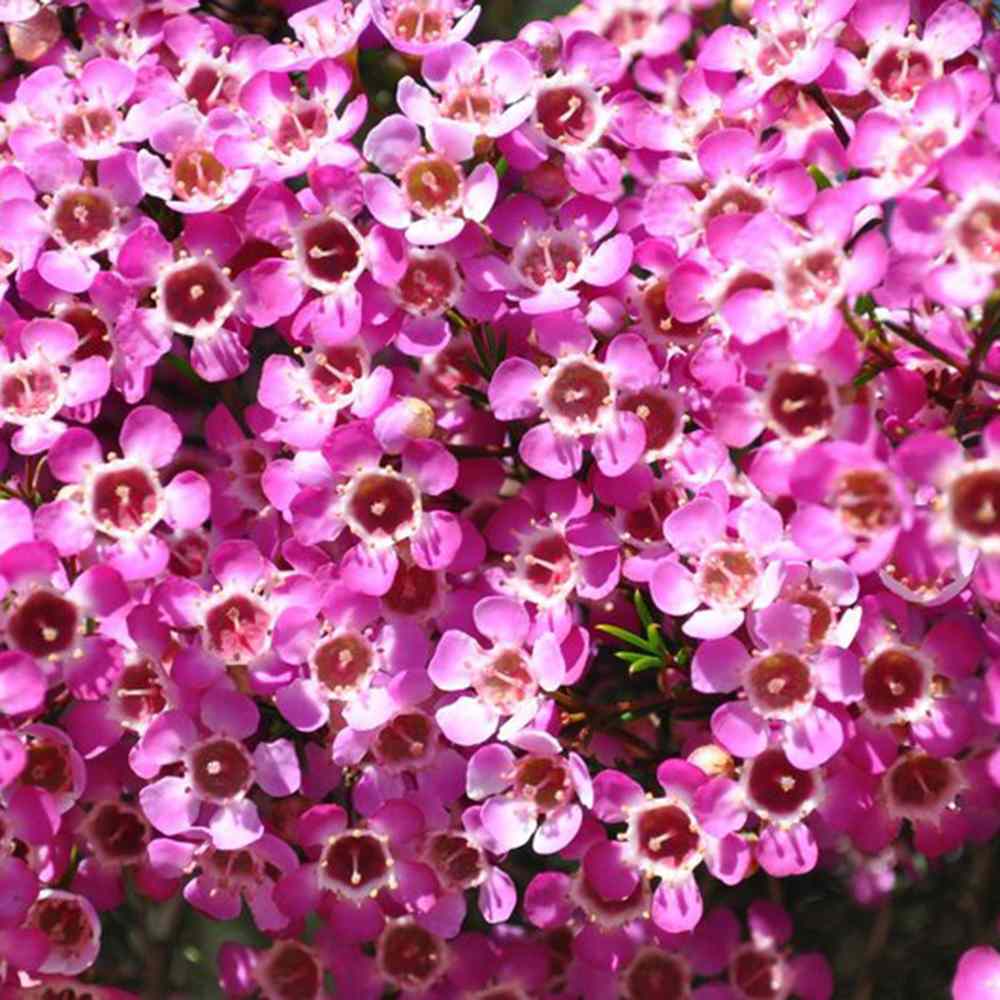 Floarea de ceara Geraldton (Chamelaucium uncinatum), arbust decorativ, flori cerate parfumate, vesnic verde in ghiveci, terase, interior luminos