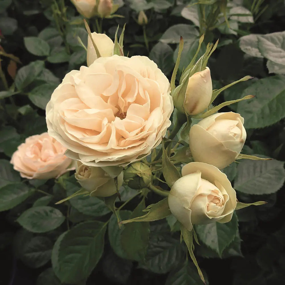 Trandafir Teahibrid crem-roz Champagne Rokoko, cu inflorire repetata si multiplu premiat