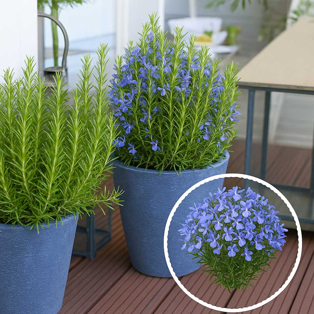 Rozmarin Officialis in ghiveci, parfum intens, planta aromatica decorativa, ideala pentru bucatarie si balcon