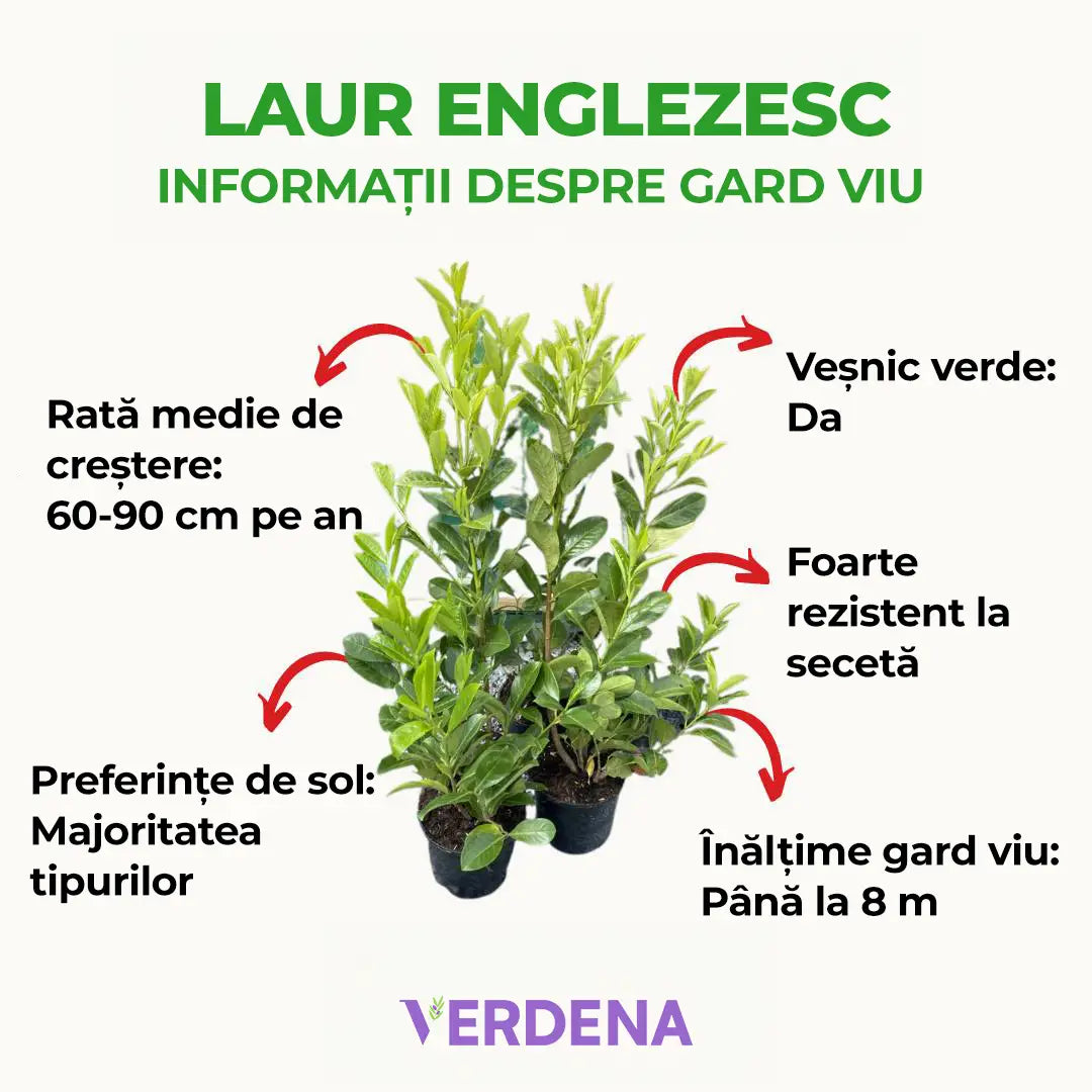 Laur englezesc (Prunus laurocerasus) Genolia, vesnic verde, gard viu rapid, rezistent la boli, frig si caldura, inflorire decorativa