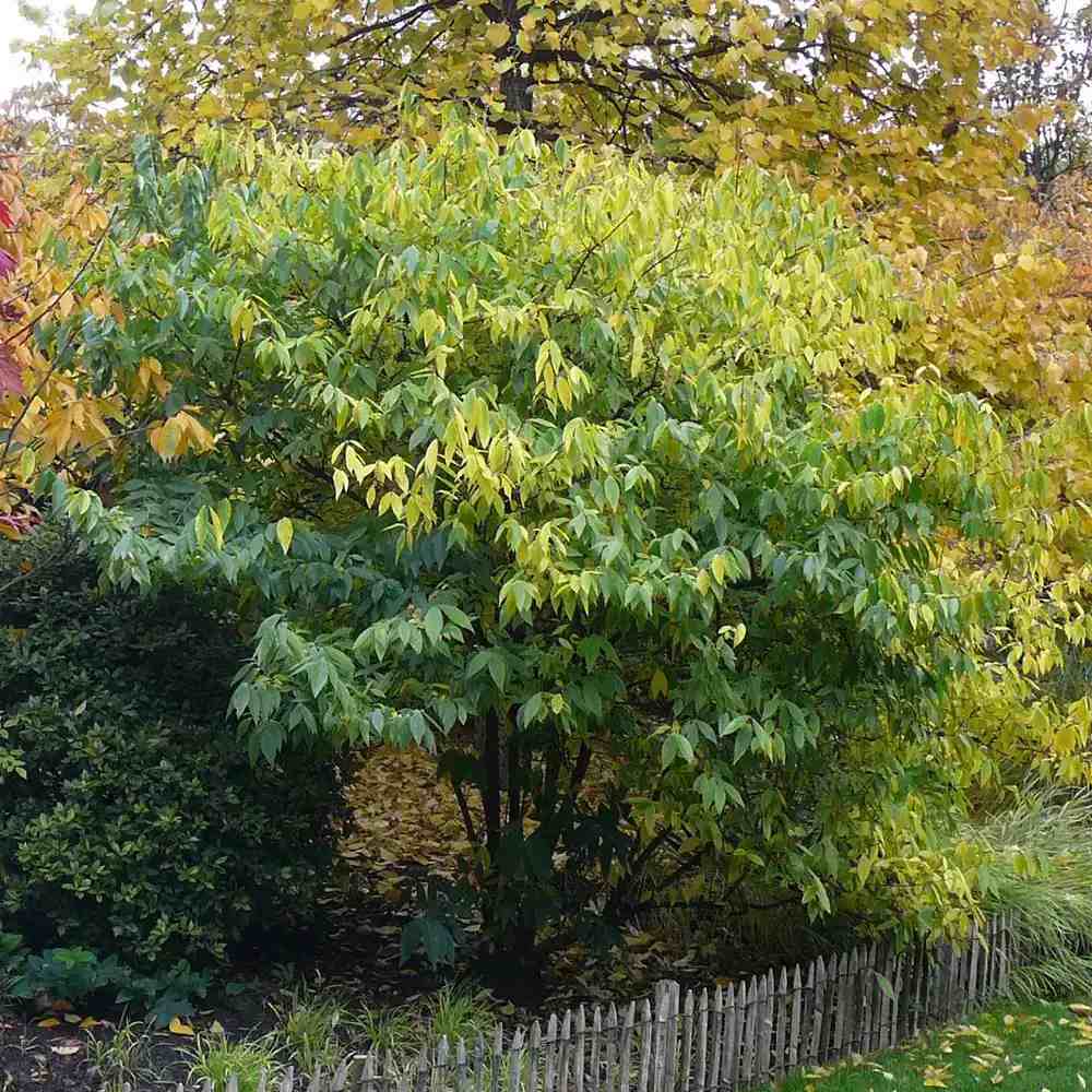 Chimonanthus de Iarna (Praecox), cu flori galbene parfumate de iarna