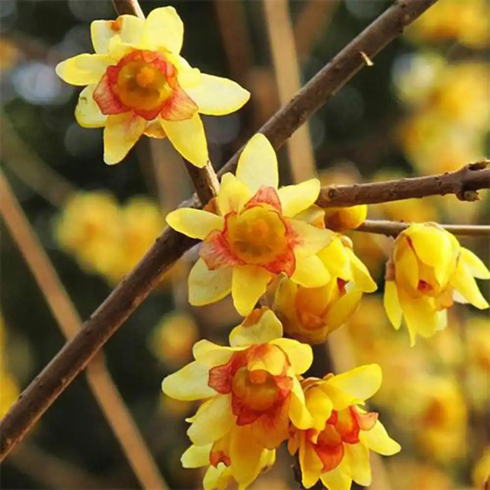 Chimonanthus de Iarna (Praecox), cu flori galbene parfumate de iarna