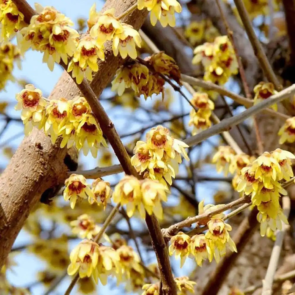 Chimonanthus de Iarna (Praecox), cu flori galbene parfumate de iarna
