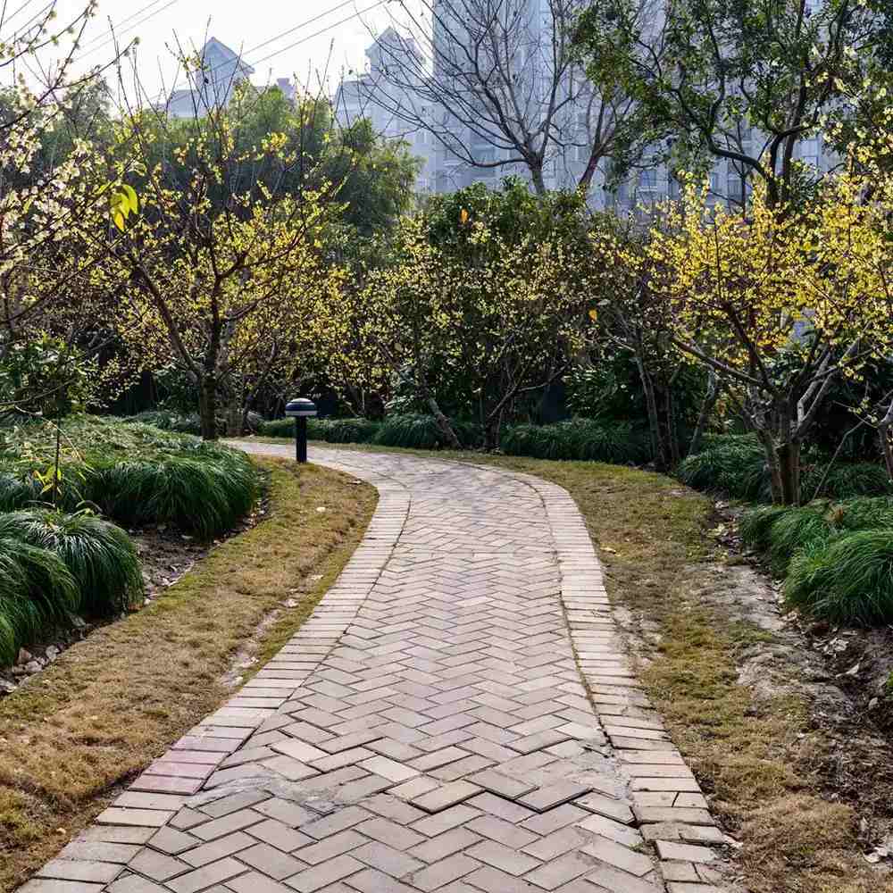 Chimonanthus de Iarna (Praecox), cu flori galbene parfumate de iarna