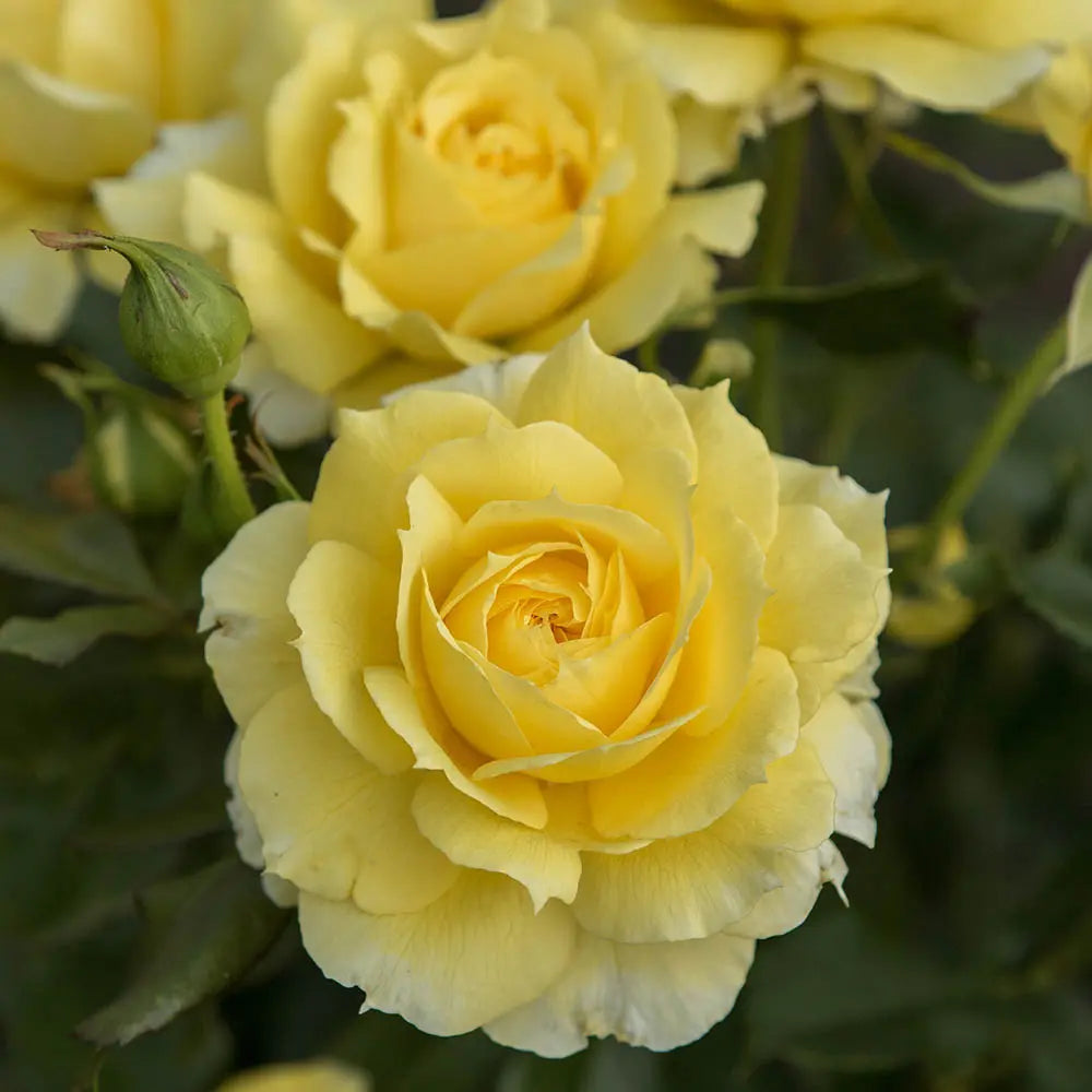 Trandafir Floribunda auriu China Girl, cu inflorire repetata