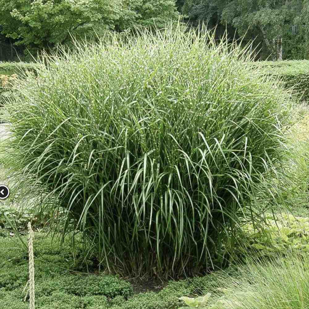 Iarba Elefantului (Miscanthus Sinensis) Strictus, iarba ornamentala cu frunzis dungat si spice roz-argintii, crestere rapida
