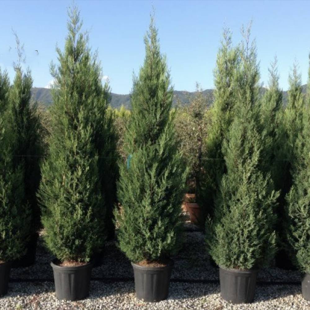 Chiparos Leylandii Blue Jeans, cu frunzis albastru-verzui, gard viu vesnic verde