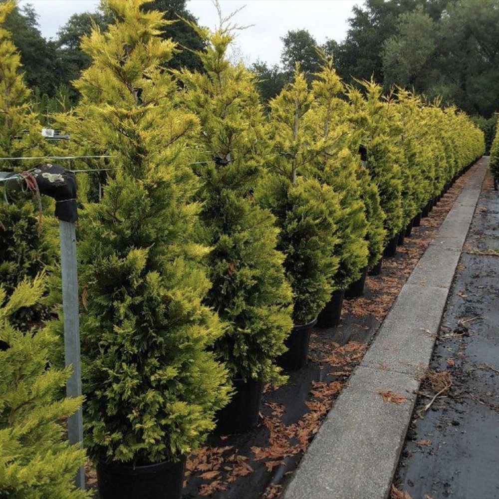 Chiparos Leylandii Gold Rider, conifer decorativ auriu, crestere rapida, gard viu rezistent