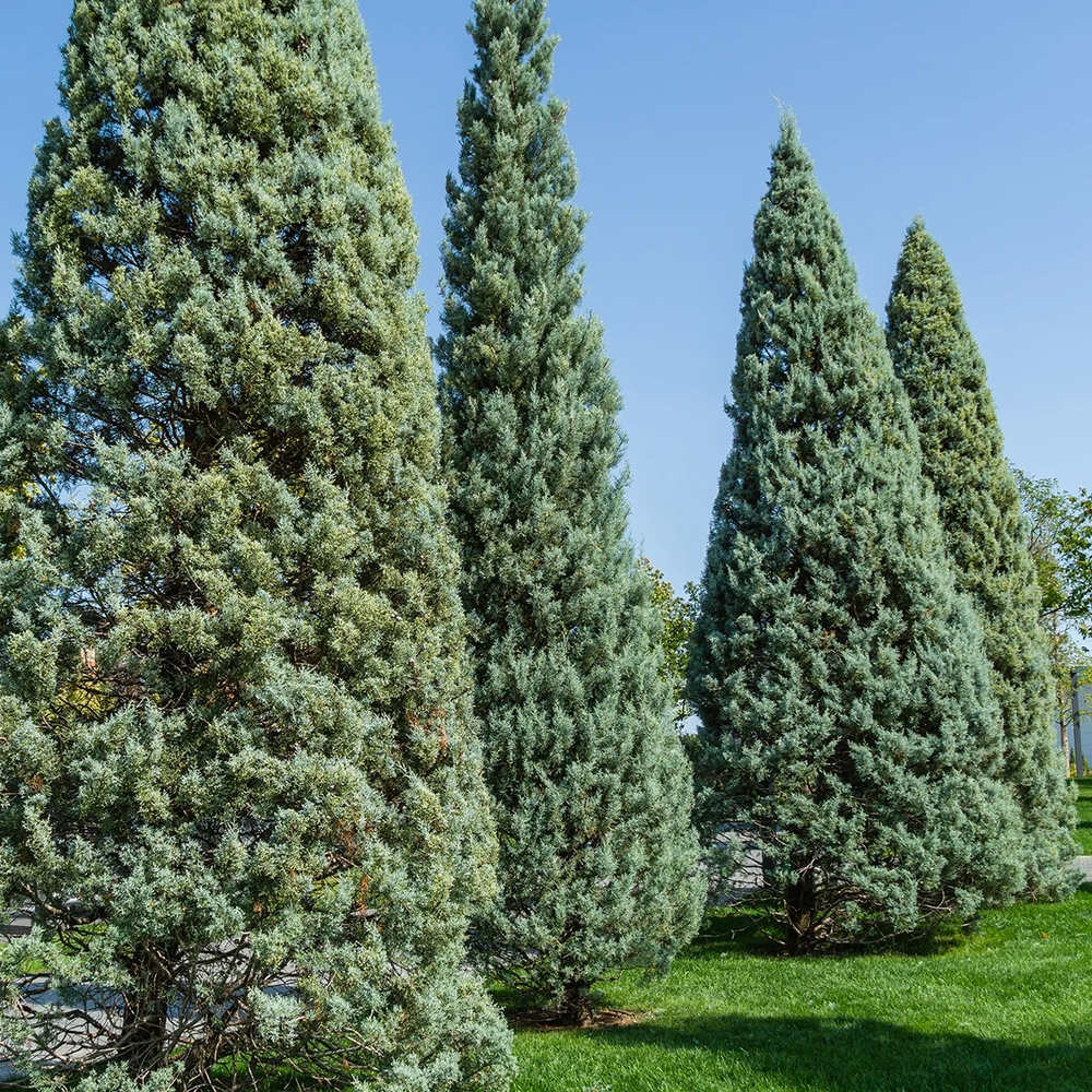 Chiparos de Arizona, conifer vesnic verde albastru-argintiu, port columnar, crestere rapida, miros foarte aromatic