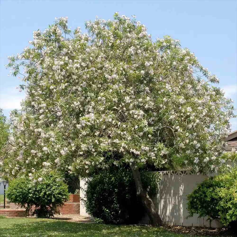 Chitalpa decorativ Summer Bells (Chitalpa Tashkentensis), flori roz parfumate rezistent la ger