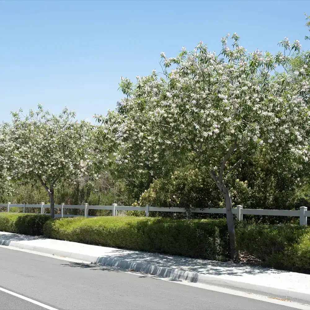 Chitalpa decorativ Summer Bells (Chitalpa Tashkentensis), flori roz parfumate rezistent la ger