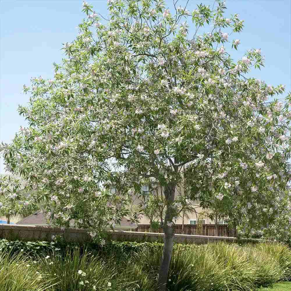 Chitalpa decorativ Summer Bells (Chitalpa Tashkentensis), flori roz parfumate rezistent la ger