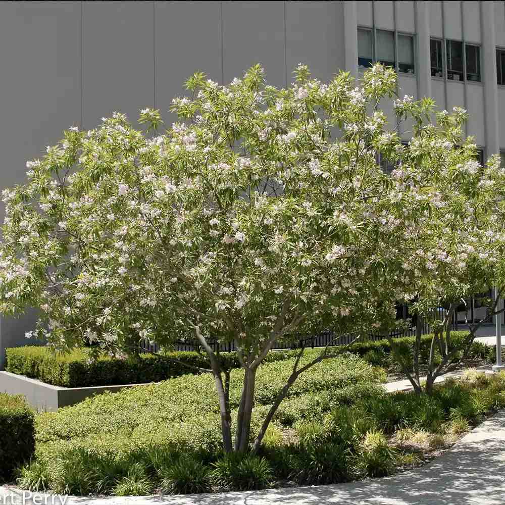 Chitalpa decorativ Summer Bells (Chitalpa Tashkentensis), flori roz parfumate rezistent la ger