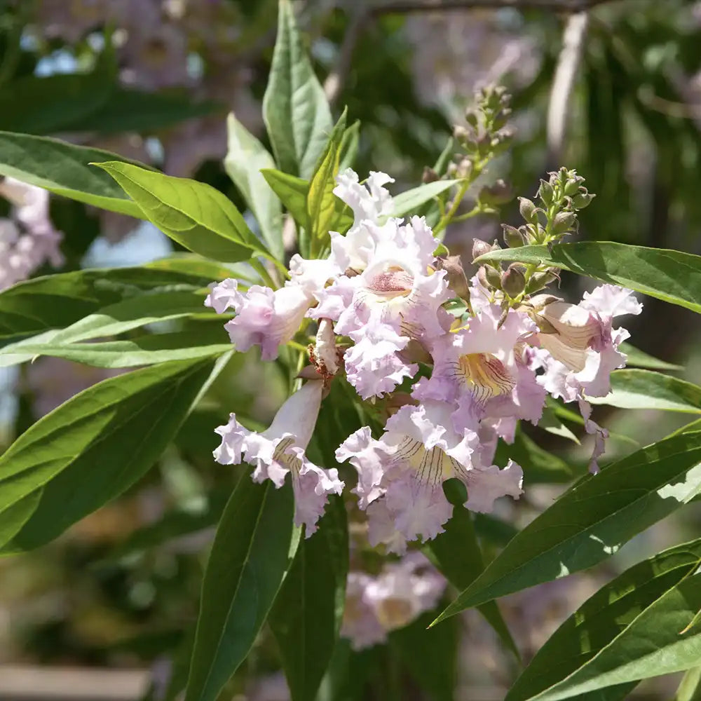 Chitalpa decorativ Summer Bells (Chitalpa Tashkentensis), flori roz parfumate rezistent la ger