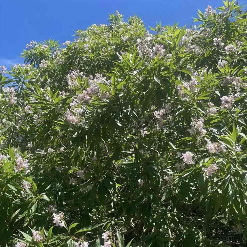 Chitalpa decorativ Summer Bells (Chitalpa Tashkentensis), flori roz parfumate rezistent la ger