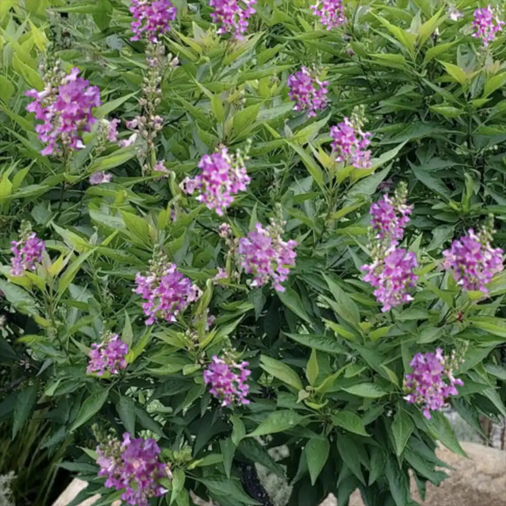 Chitalpa decorativ Summer Bells (Chitalpa Tashkentensis), flori roz parfumate rezistent la ger