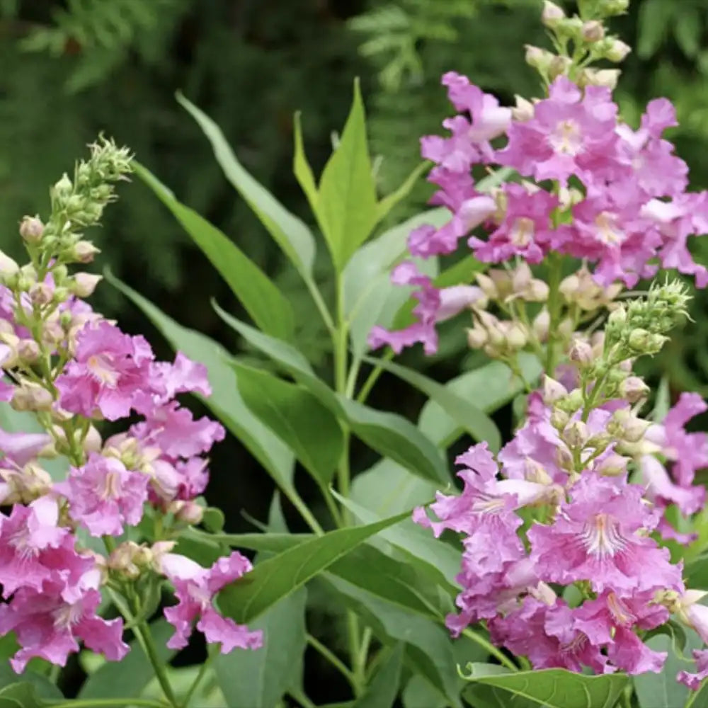 Chitalpa decorativ Summer Bells (Chitalpa Tashkentensis), flori roz parfumate rezistent la ger
