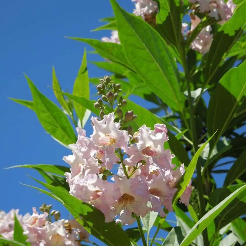 Chitalpa decorativ Summer Bells (Chitalpa Tashkentensis), flori roz parfumate rezistent la ger