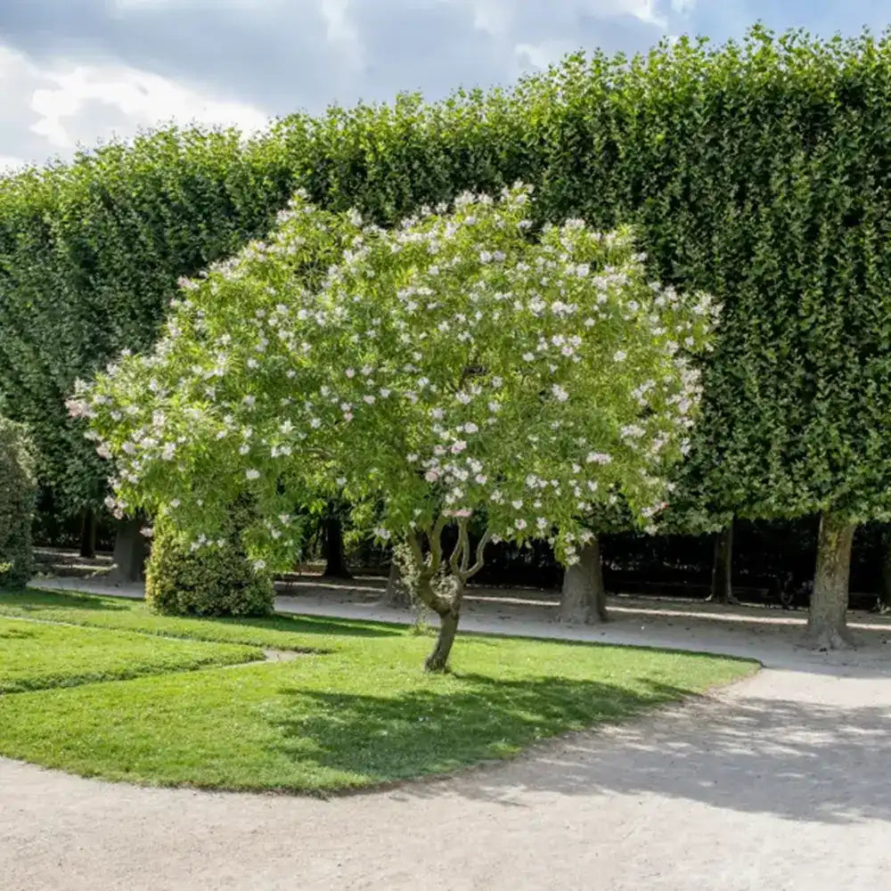 Chitalpa decorativ Summer Bells (Chitalpa Tashkentensis), flori roz parfumate rezistent la ger