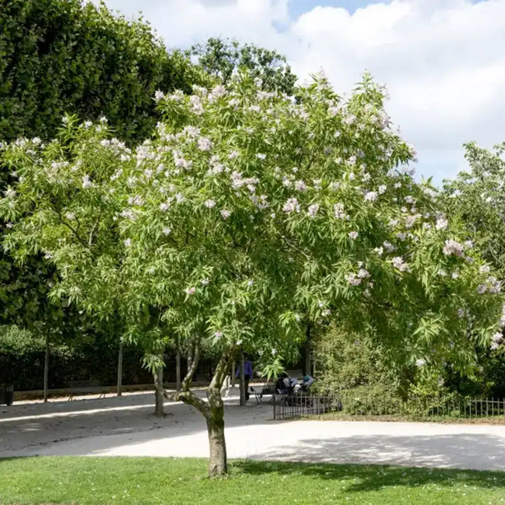 Chitalpa decorativ Summer Bells (Chitalpa Tashkentensis), flori roz parfumate rezistent la ger