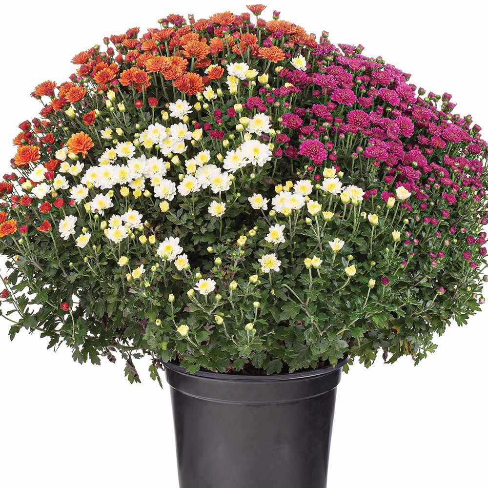 Crizantema Trio Colormix - Glob de 20-23 cm