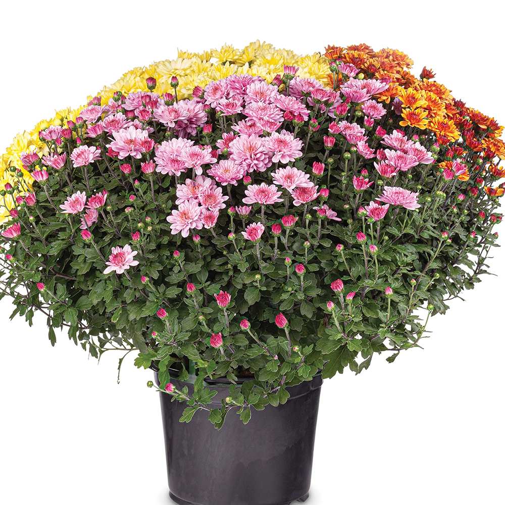 Crizantema Trio Colormix - Glob de 20-23 cm