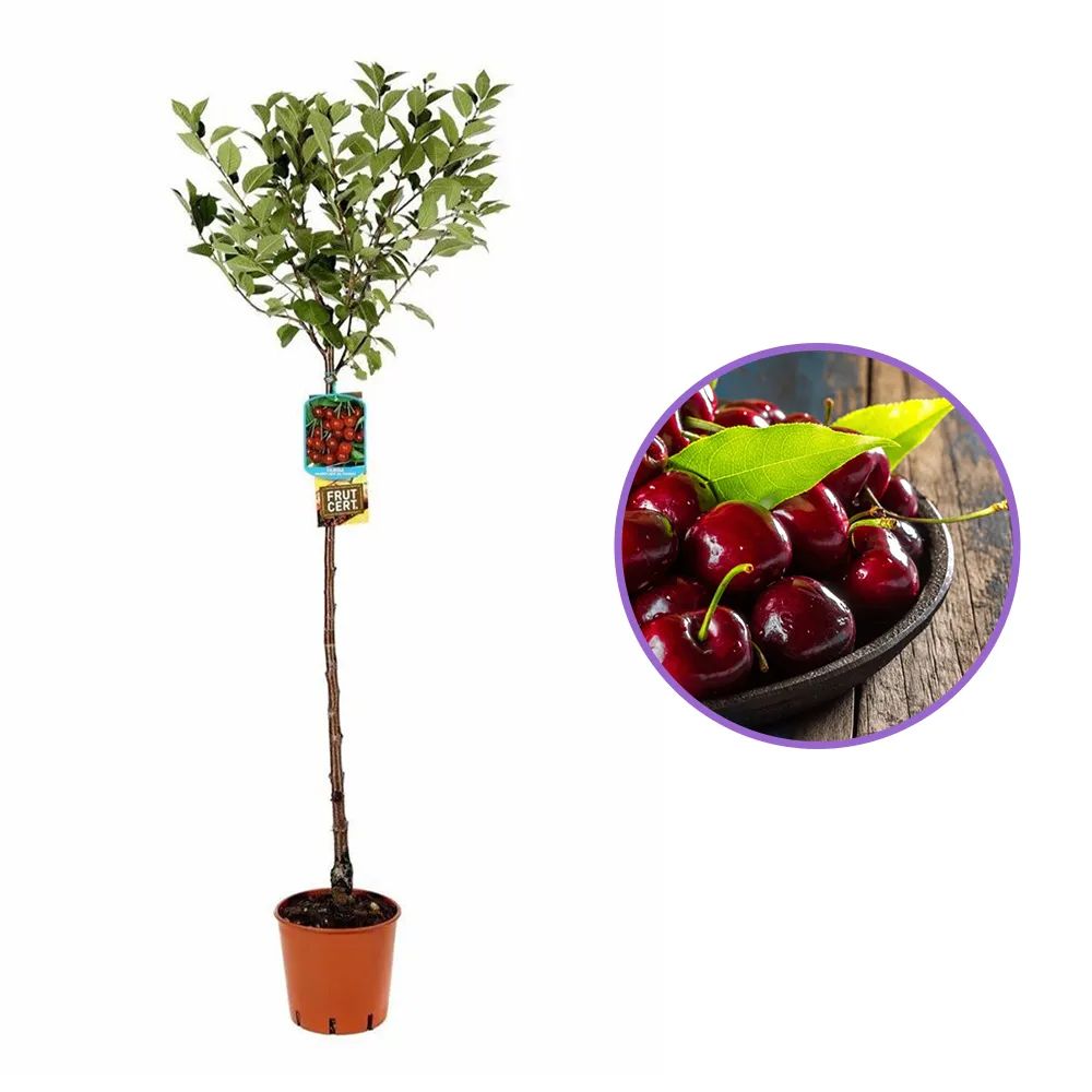 Cires (Prunus Avium) Bigarreau Burlat, cu fructe dulci rosii-inchis, an 2 pe rod