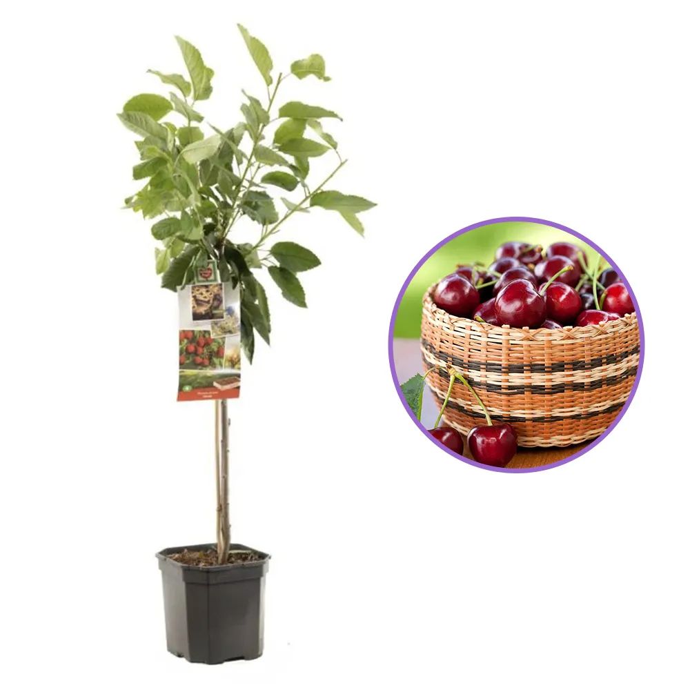 Cires (Prunus Avium) Cherry Boop, cu fructe dulci rosii-inchis, an 2 pe rod
