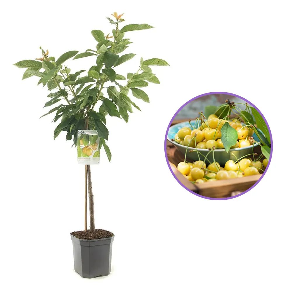 Cires (Prunus Avium) Donissens Gold, cu fructe dulci galbene, an 2 pe rod