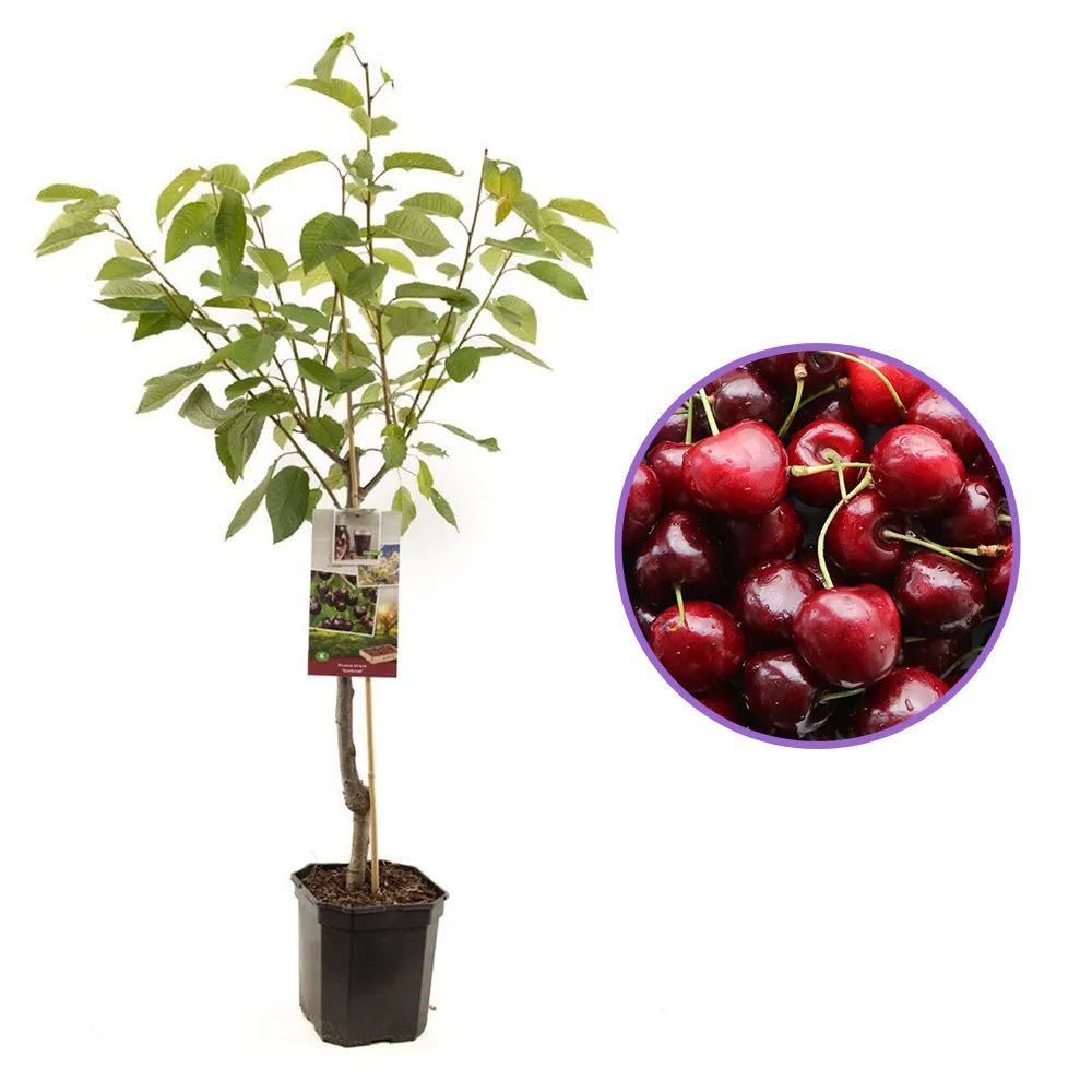 Cires (Prunus Avium) Sunburst, cu fructe dulci rosu inchis, an 2 pe rod