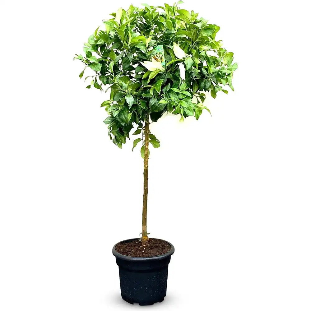 Pom Lamai (Citrus Limon), fructifer decorativ, autofertil, fructe galbene, parfumate, 140/160 cm, an 3 pe rod