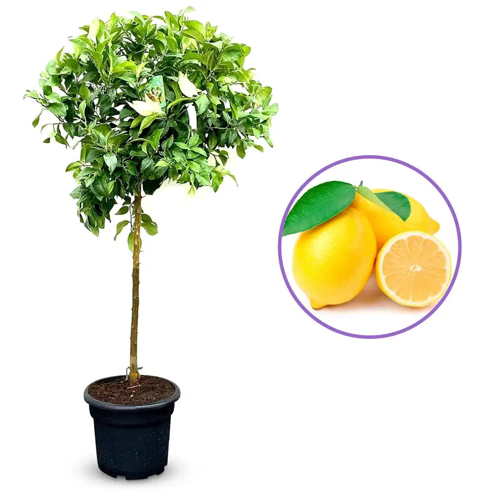 Pom Lamai (Citrus Limon), fructifer decorativ, autofertil, fructe galbene, parfumate, 140/160 cm, an 3 pe rod