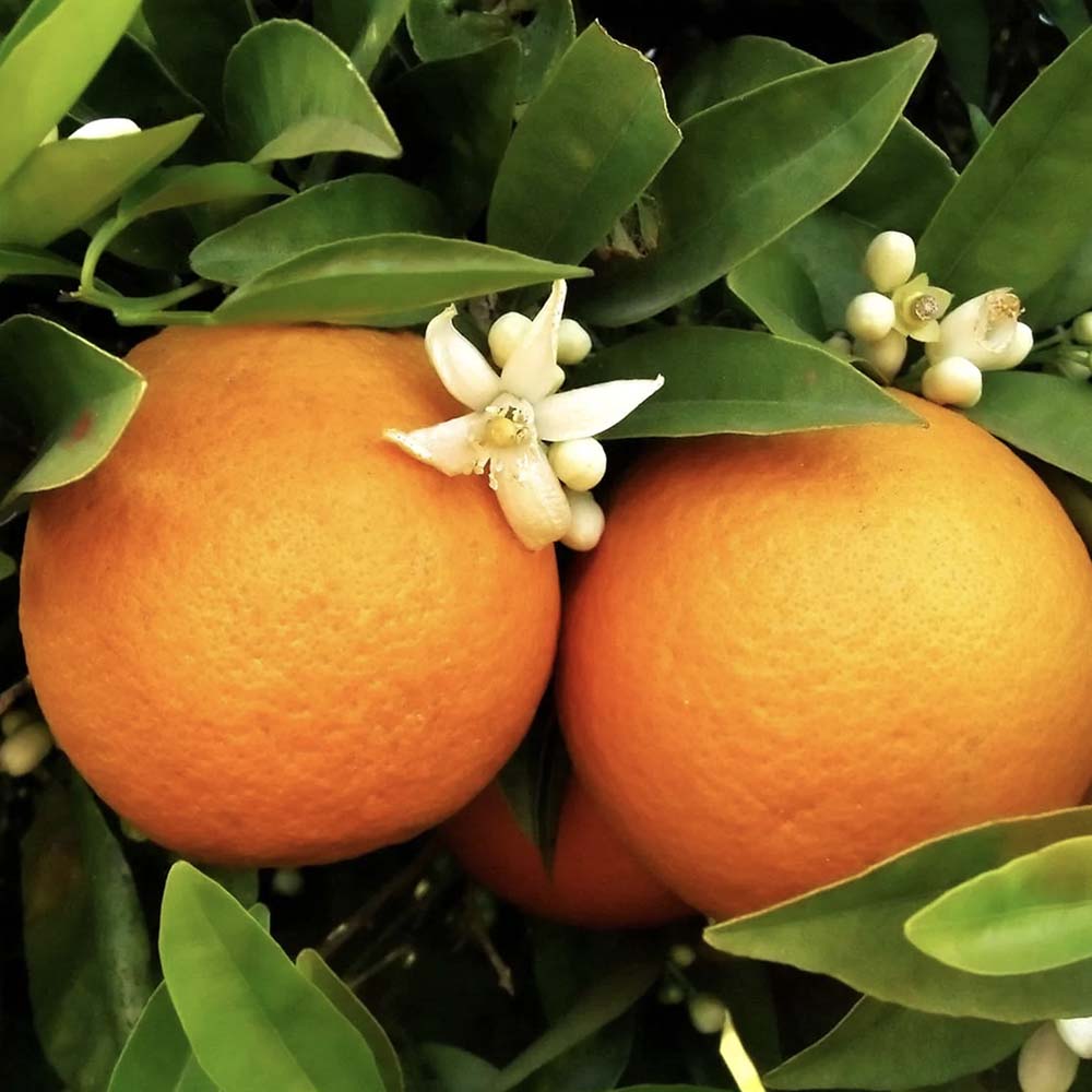 Pom de Portocal (Citrus sinensis), fructifer ornamental pentru terasa