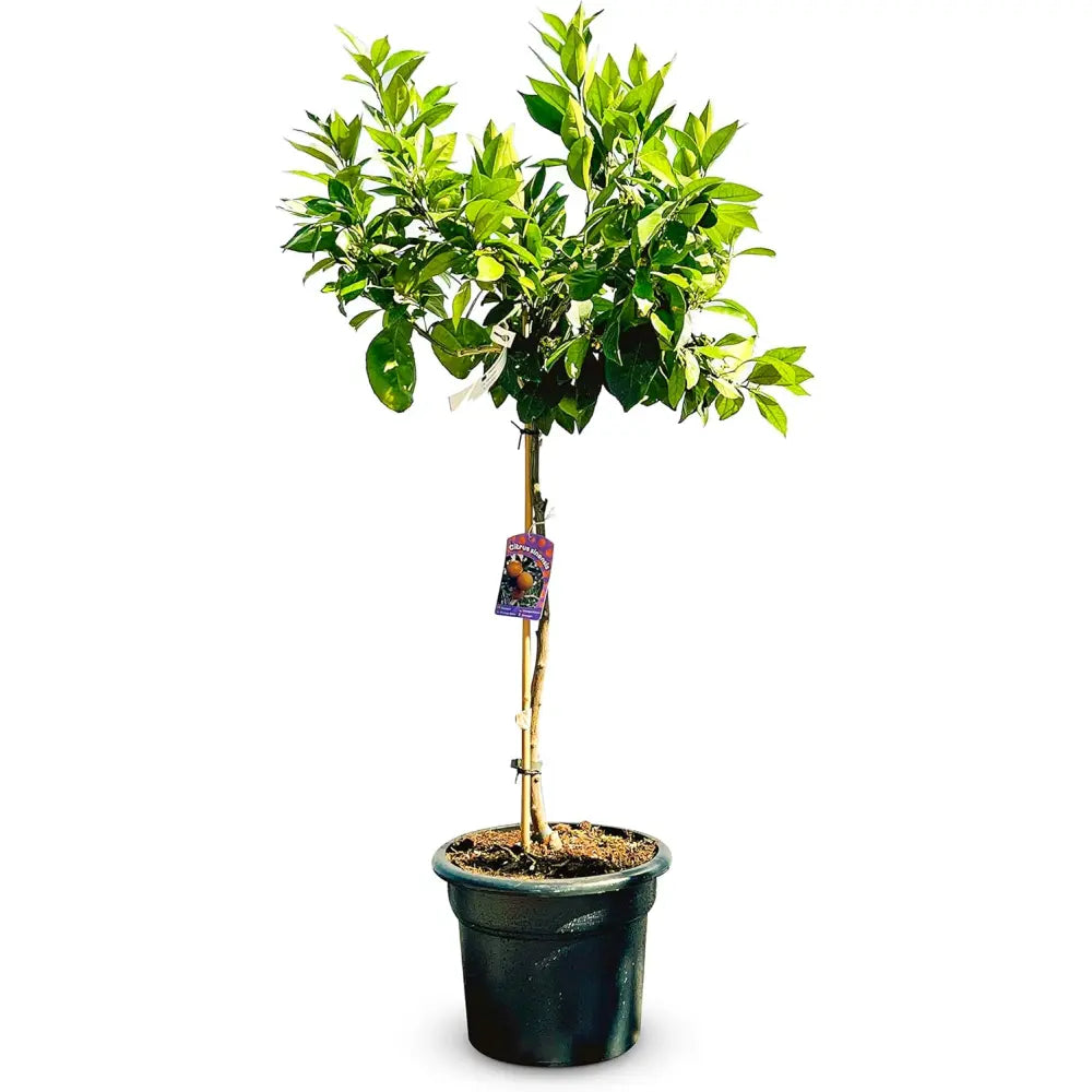 Portocal Washington Navel (Citrus sinensis), cu fructe dulci portocalii fara seminte, an 2 pe rod