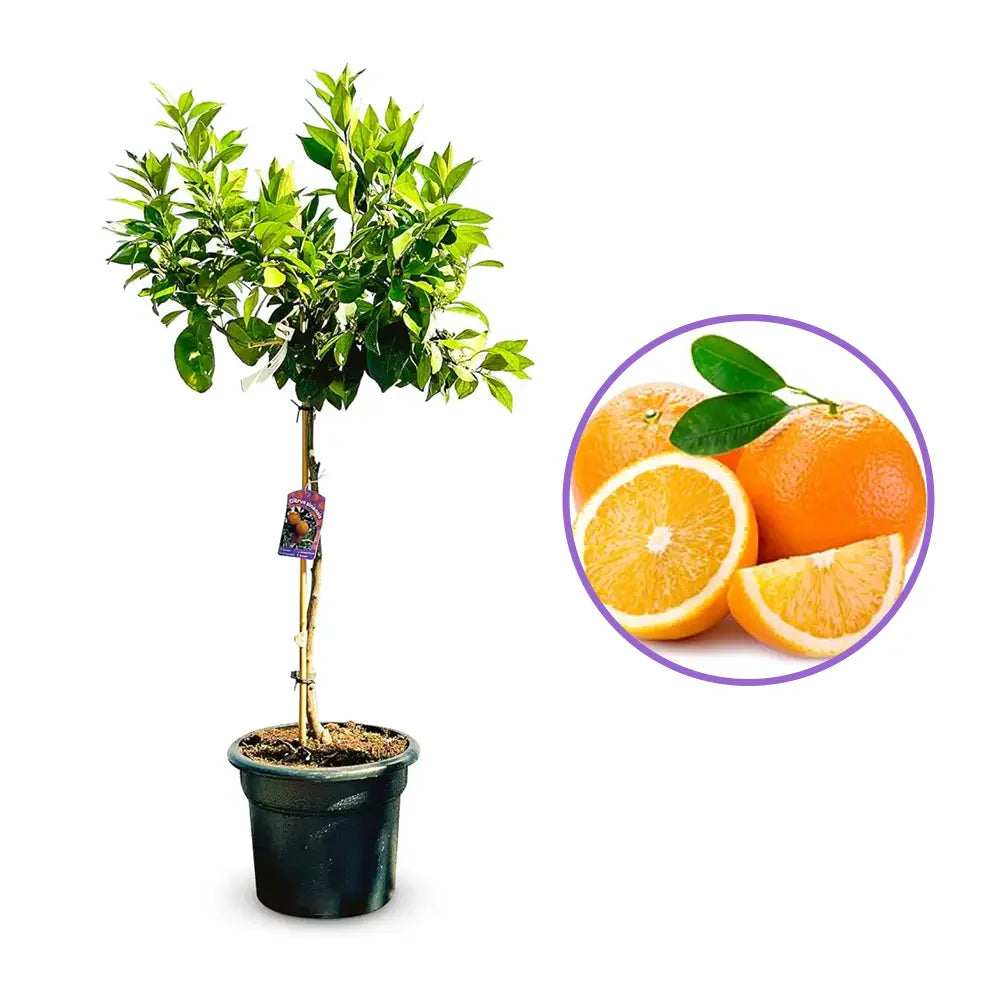 Portocal Washington Navel (Citrus sinensis), cu fructe dulci portocalii fara seminte, an 2 pe rod