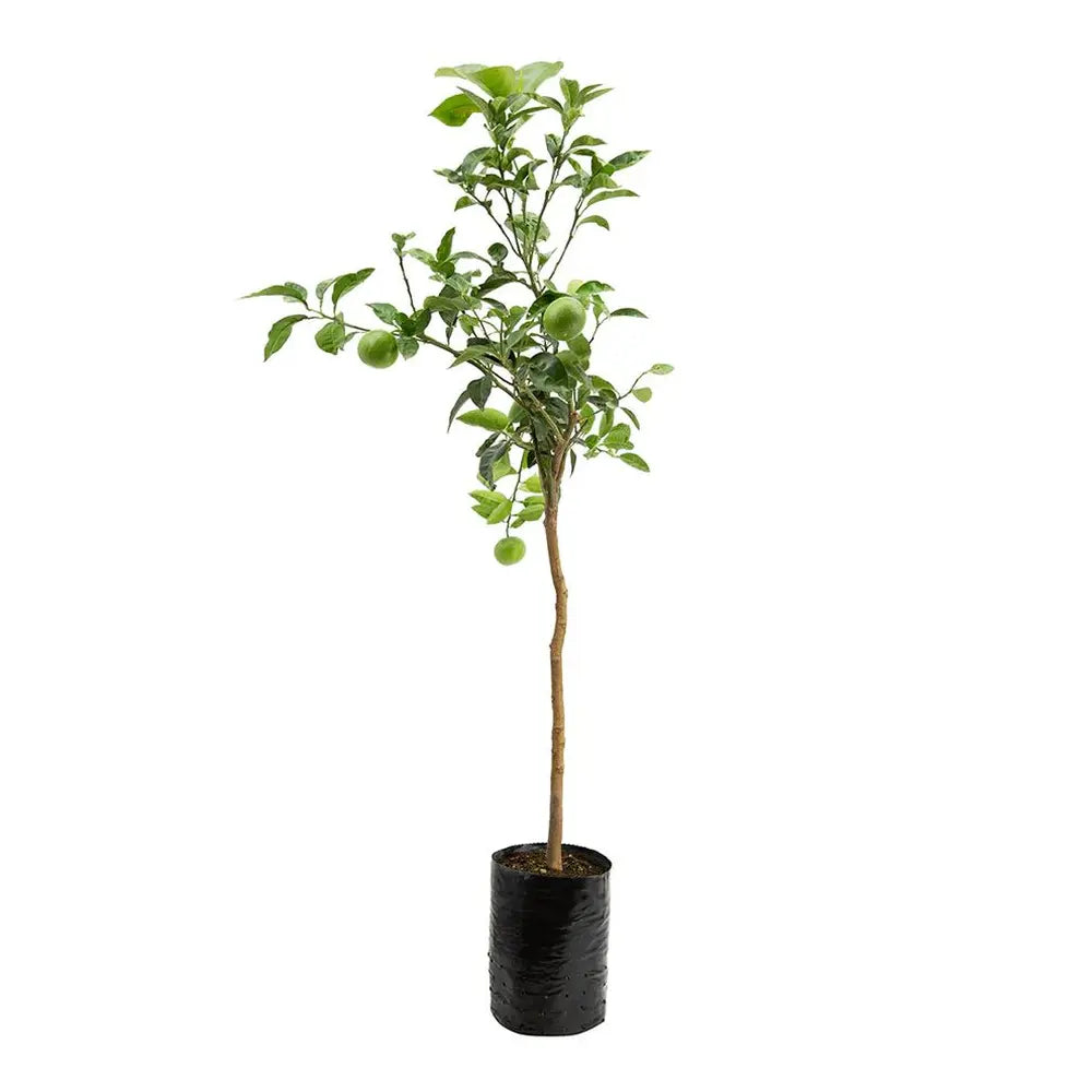 Grepfrut Pompelmo Giallo (Citrus paradisi) cu fructe galbene-portocalii acrisoare, an 2 pe rod