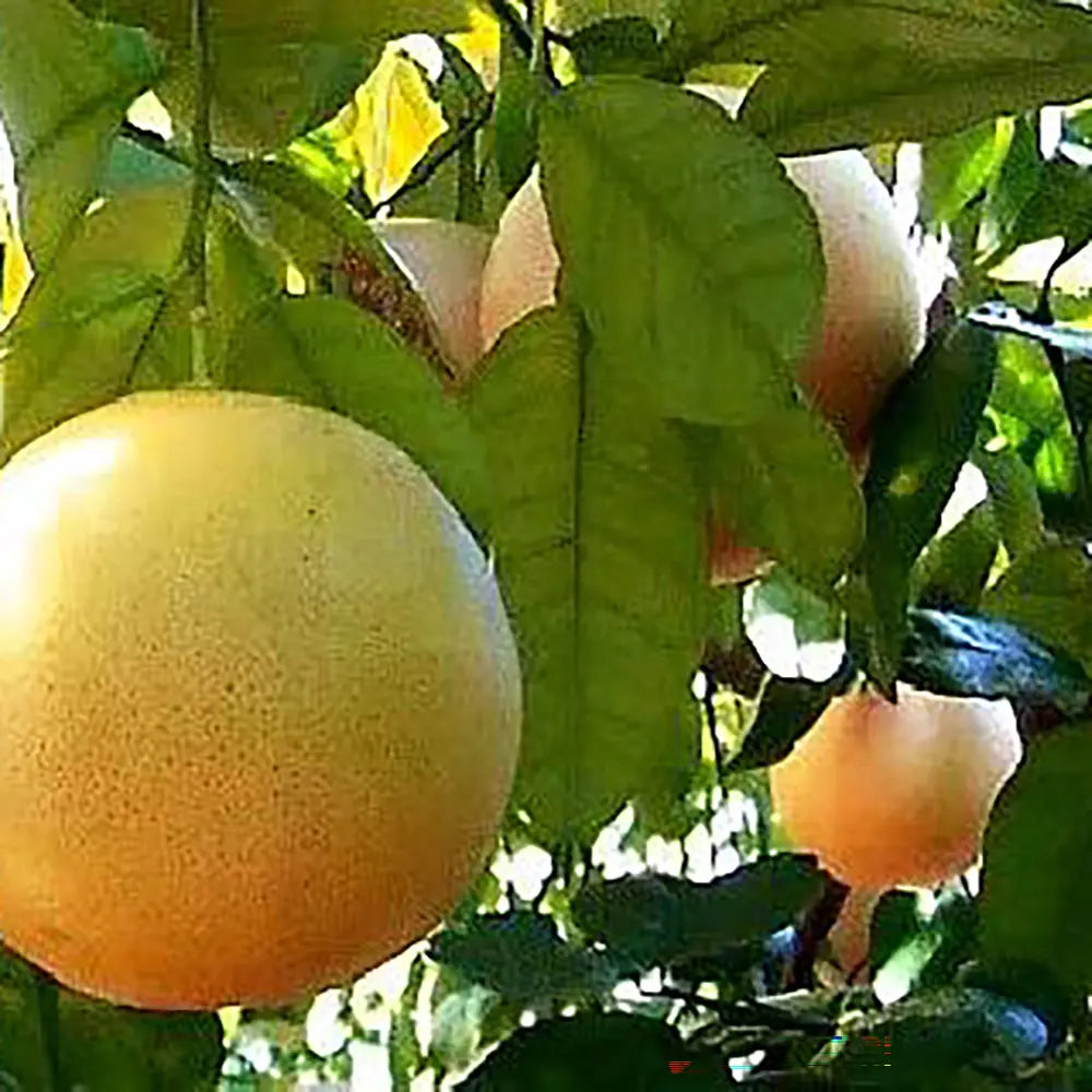 Grepfrut Pompelmo Giallo (Citrus paradisi) cu fructe galbene-portocalii acrisoare, an 2 pe rod