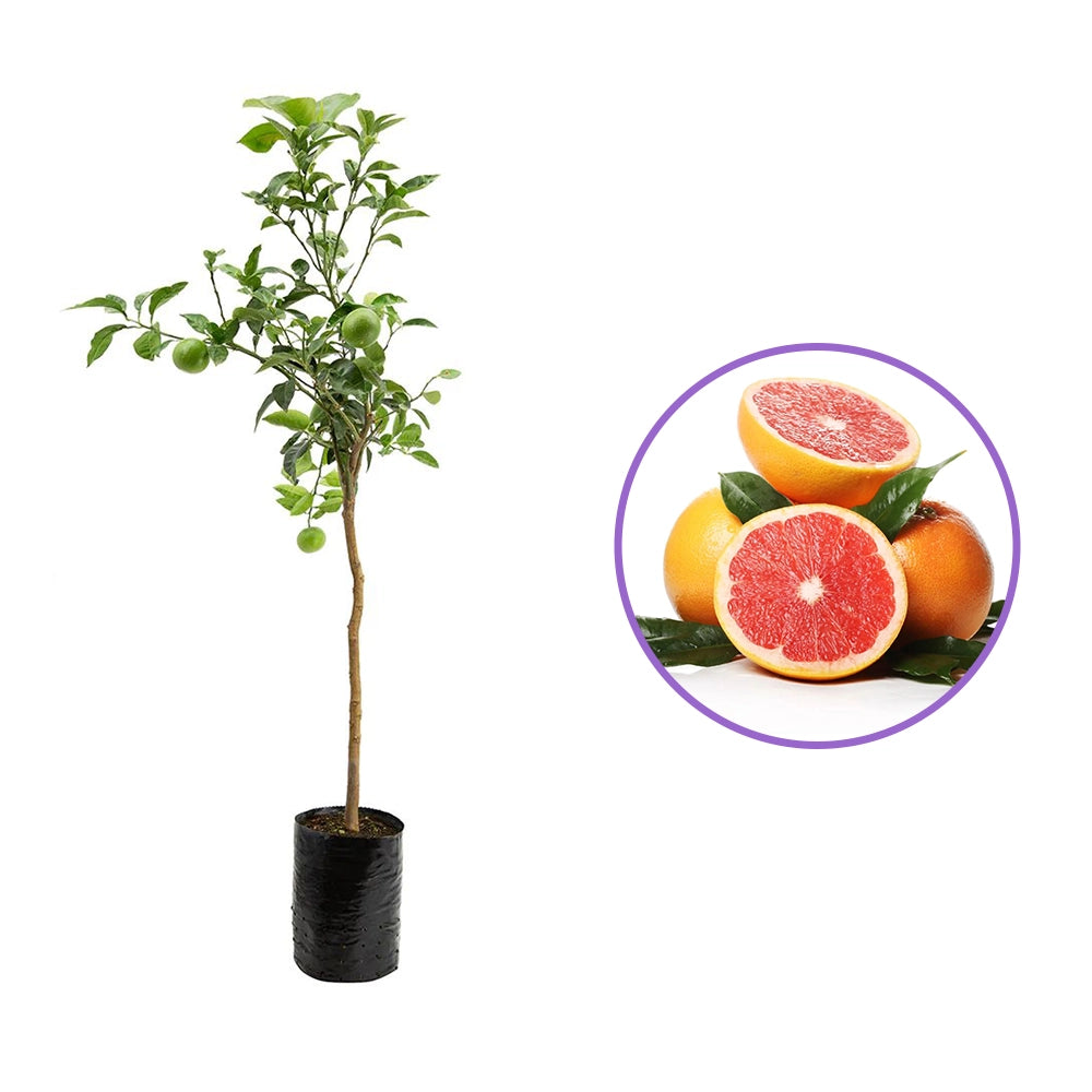 Grepfrut Pompelmo Giallo (Citrus paradisi) cu fructe galbene-portocalii acrisoare, an 2 pe rod