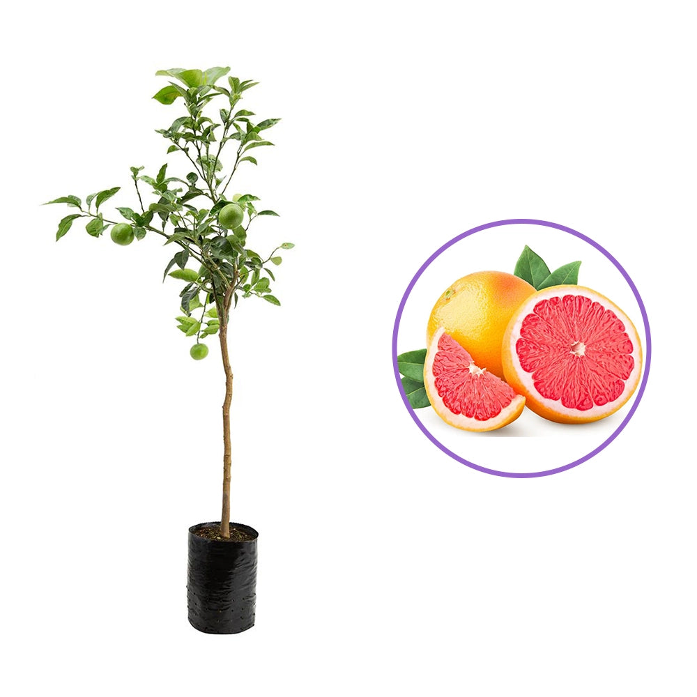Grepfrut Pompelmo Rosa (Citrus paradisi) cu fructe roz-portocalii acrisoare, an 2 pe rod