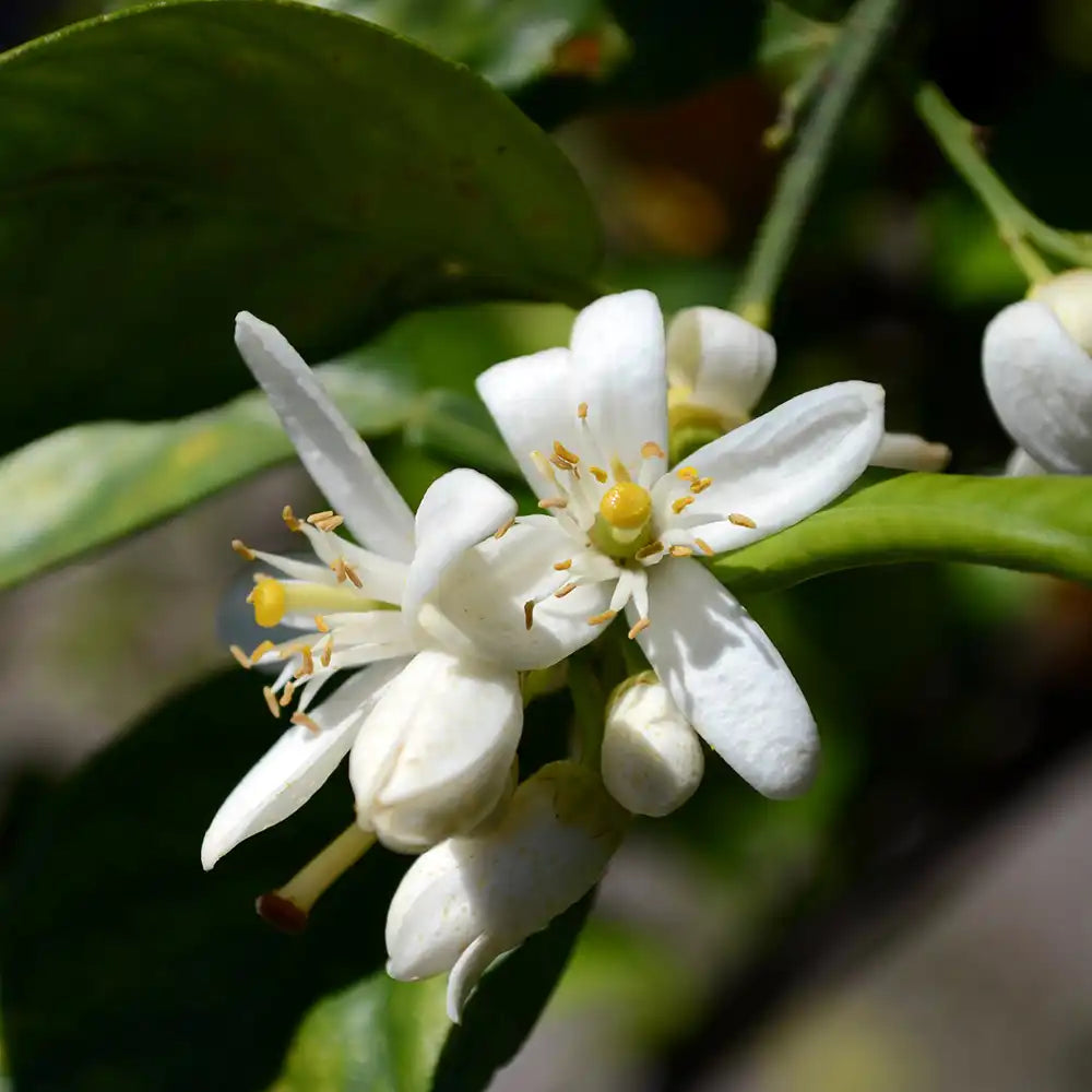Pom de Portocal (Citrus sinensis), fructifer ornamental pentru terasa