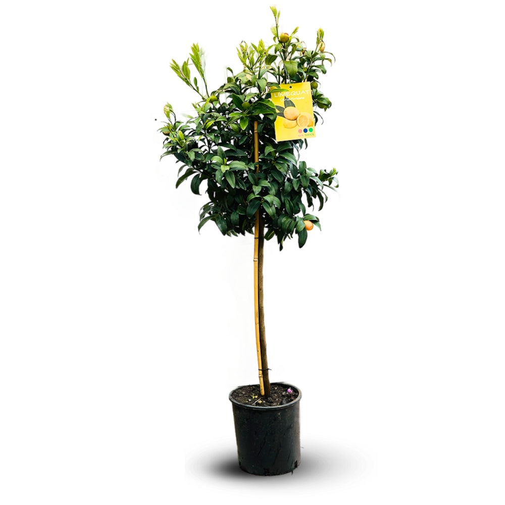 Citrus floridana Limequat, 100 cm, pom citric exotic, fructe galbene dulci-acrisoare, planta decorativa si roditoare, livrat cu fructe coapte