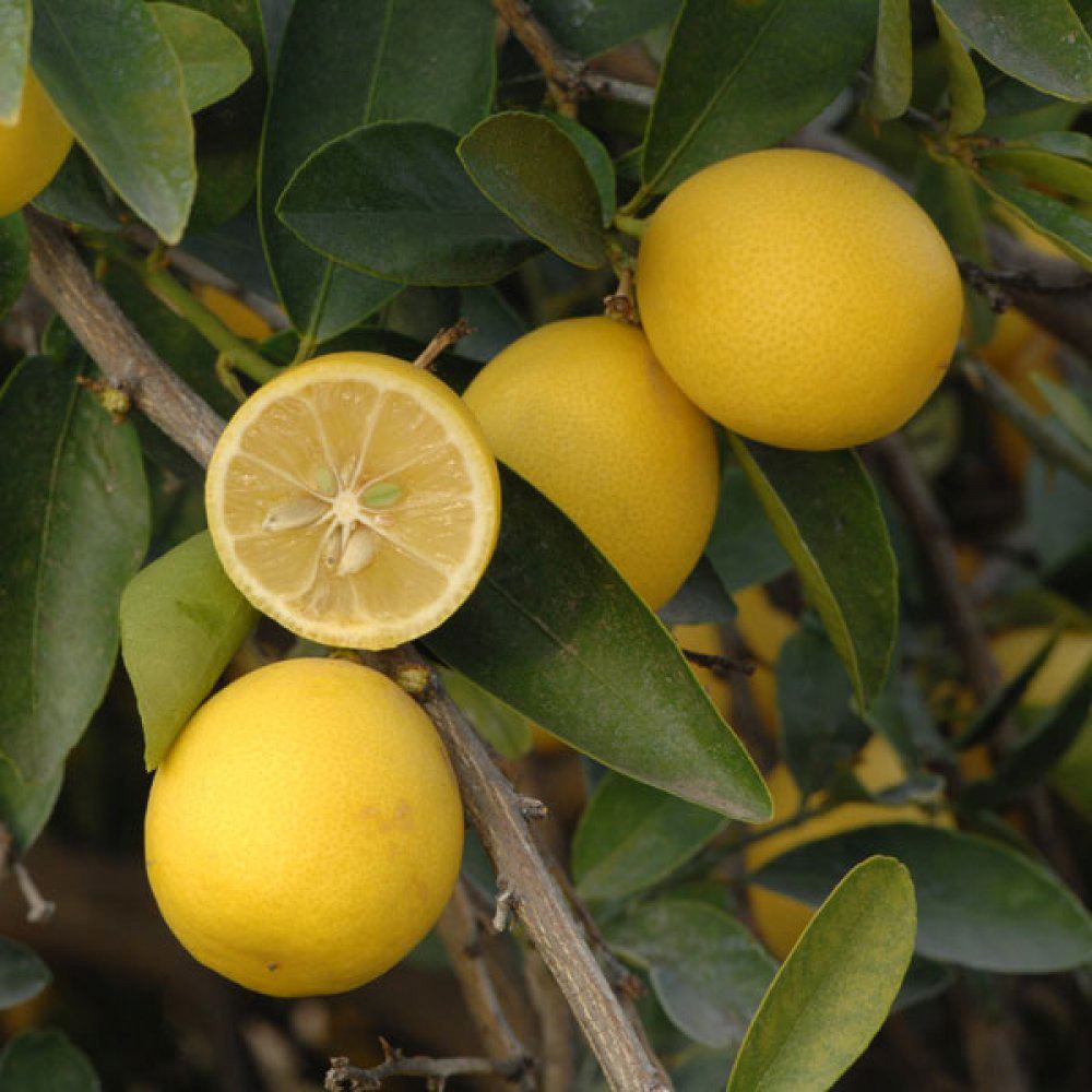 Citrus floridana Limequat, 100 cm, pom citric exotic, fructe galbene dulci-acrisoare, planta decorativa si roditoare, livrat cu fructe coapte