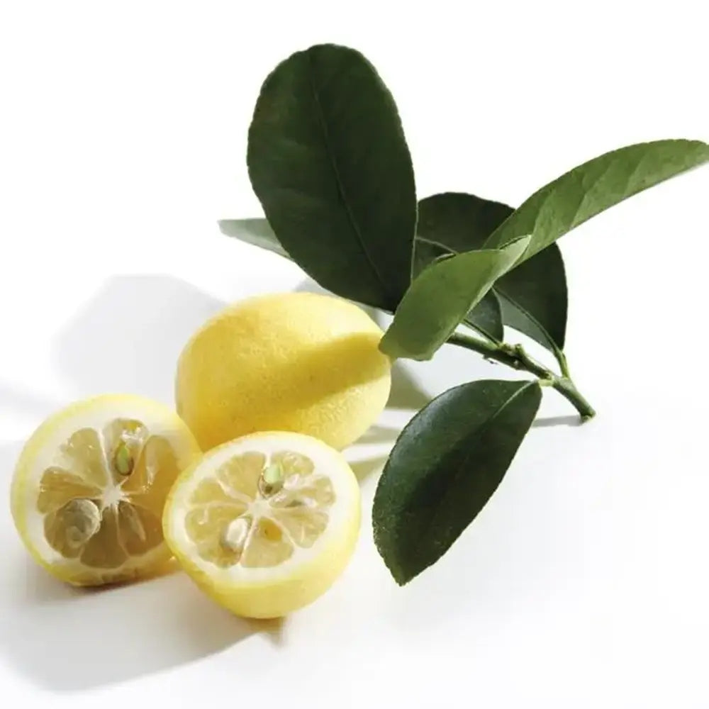 Citrus floridana Limequat, 100 cm, pom citric exotic, fructe galbene dulci-acrisoare, planta decorativa si roditoare, livrat cu fructe coapte