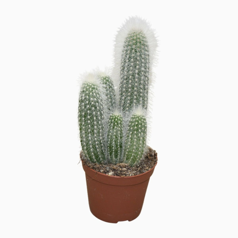 Cactusul Torta de Argint (Cleistocactus strausii), tulpina eleganta cu tepi albi, rezistent
