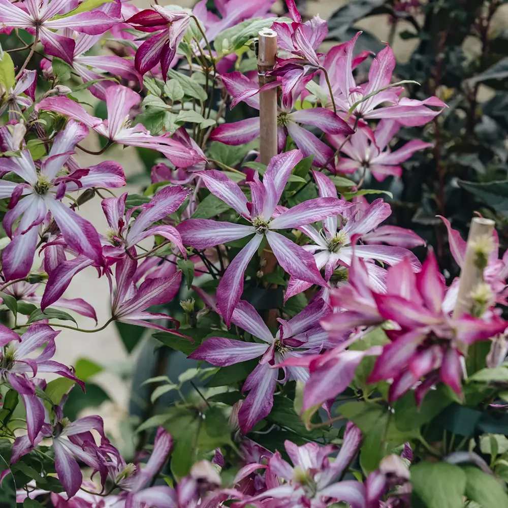 Clematis (Clematita) Glorious Surprise PBR, cataratoare cu flori duble roz violet