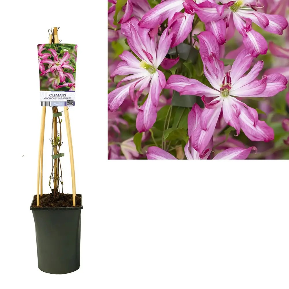 Clematis (Clematita) Glorious Surprise PBR, cataratoare cu flori duble roz violet