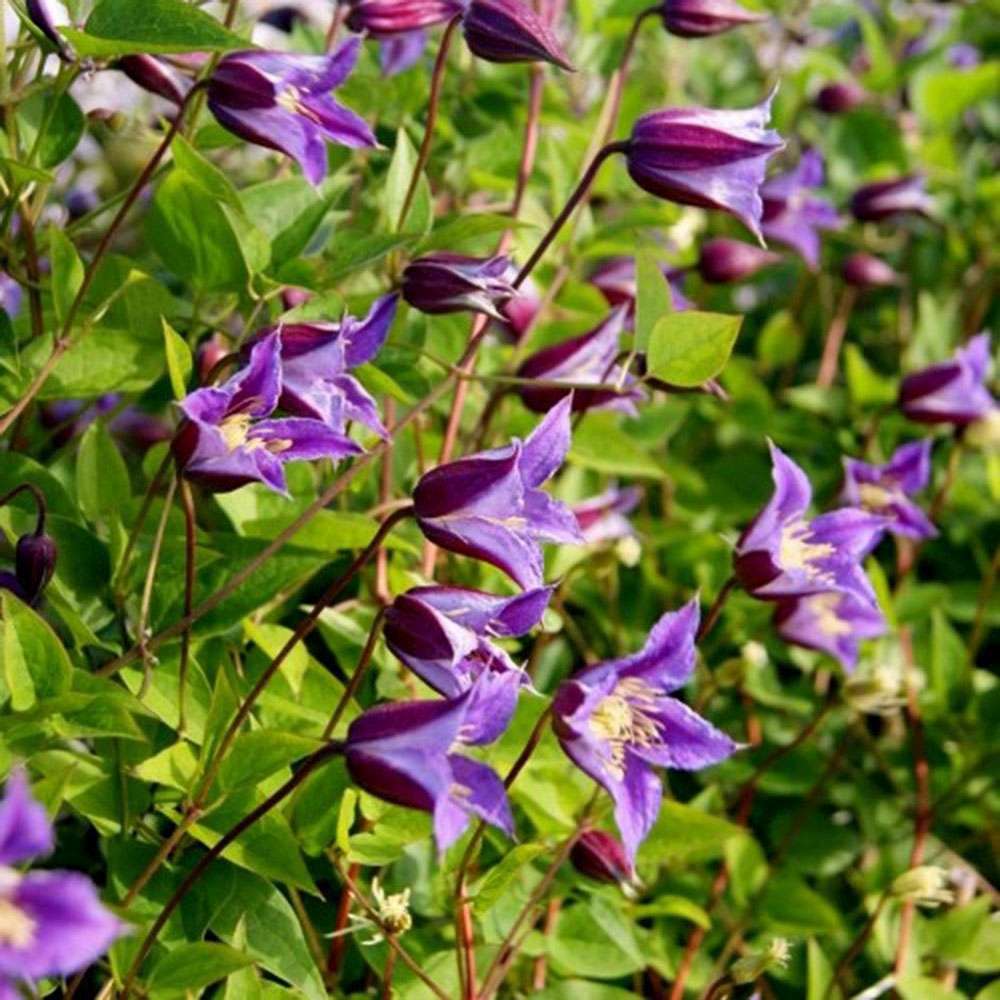 Clematita (Clematis) Prince William, planta cataratoare ornamentala cu flori albastre-violet, inflorire lunga