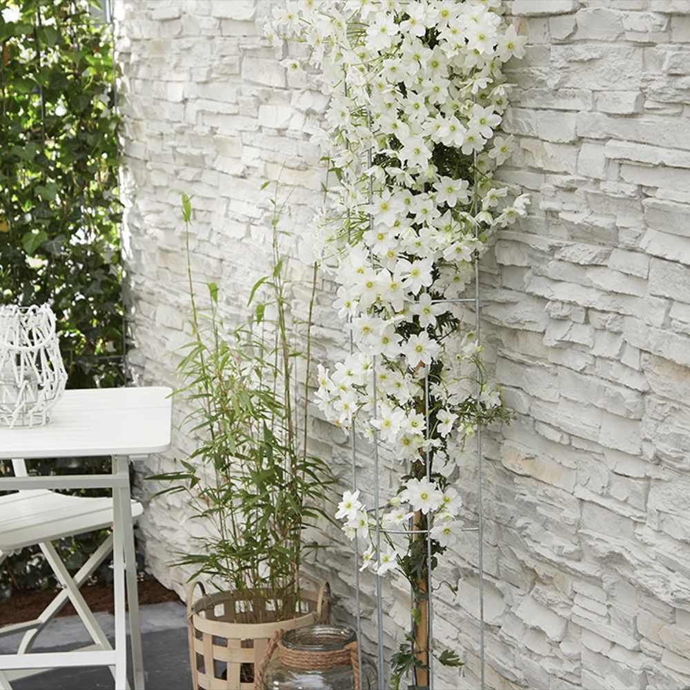 Clematis Avalanche, vesnic verde, flori albe parfumate, planta cataratoare cu inflorire timpurie