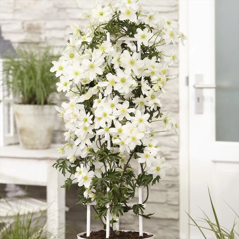Clematis Avalanche, vesnic verde, flori albe parfumate, planta cataratoare cu inflorire timpurie